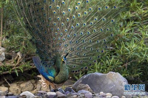 孔雀的介绍资料,华丽翎羽中的自然传奇
